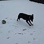 dog, black_dog, snow, ball, car, garage, outdoor, playful, winter, footprints, animal, pet, collar, vehicle, daytime, cold, fun, motion, snowfall, yard