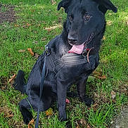 Marcus a rejoint le concours — aidez-le/la à gagner de superbes lots ! dog, black_dog, animal, pet, grass, leaves, harness, outdoor, park, bench, sunlight, tongue_out, sitting, nature, greenery, happy, canine, walk, leash, side_view