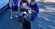 Rebekah is registered to the contest to win money with this photo: baby, cap, casual_clothing, child, curious, dog, family, fish, gravel, interaction, leash, man, outdoor, parked_car, road, shadow, stroller, sunlight, trees, vehicle