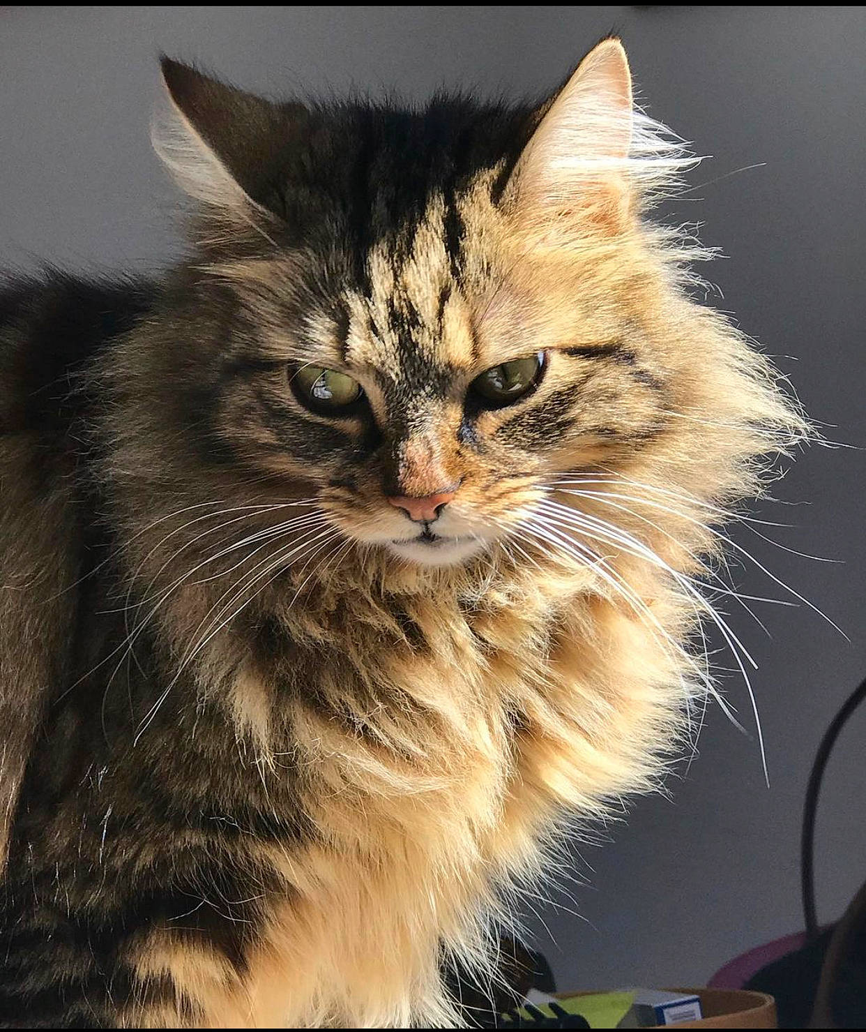 Angelo a rejoint le concours — aidez-le/la à gagner de superbes lots ! box, carnivore, cat, claw, domestic_short_haired_cat, event, felidae, fur, maine_coon, paw, small_to_medium_sized_cats, snout, whiskers, window