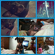 Mocha joined the competition — help win amazing prizes! dog, puppy, collage, bed, blanket, bedroom, dresser, television, person, pet, cute, indoor, sleeping, stare, paws, small_dog, miniature_pinscher, brown_dog, closeup, wooden_furniture