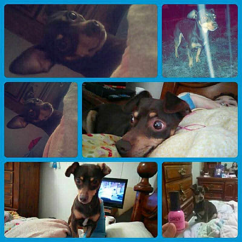 Mocha joined the competition — help win amazing prizes! dog, puppy, collage, bed, blanket, bedroom, dresser, television, person, pet, cute, indoor, sleeping, stare, paws, small_dog, miniature_pinscher, brown_dog, closeup, wooden_furniture