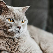 Leon joined the competition — help win amazing prizes! cat, gray_cat, amber_eyes, close_up, pet, feline, whiskers, fur, relaxed, indoor, soft_texture, portrait, animal, cute, domestic_cat, mammal, laying_down, side_view, calm, background_blur