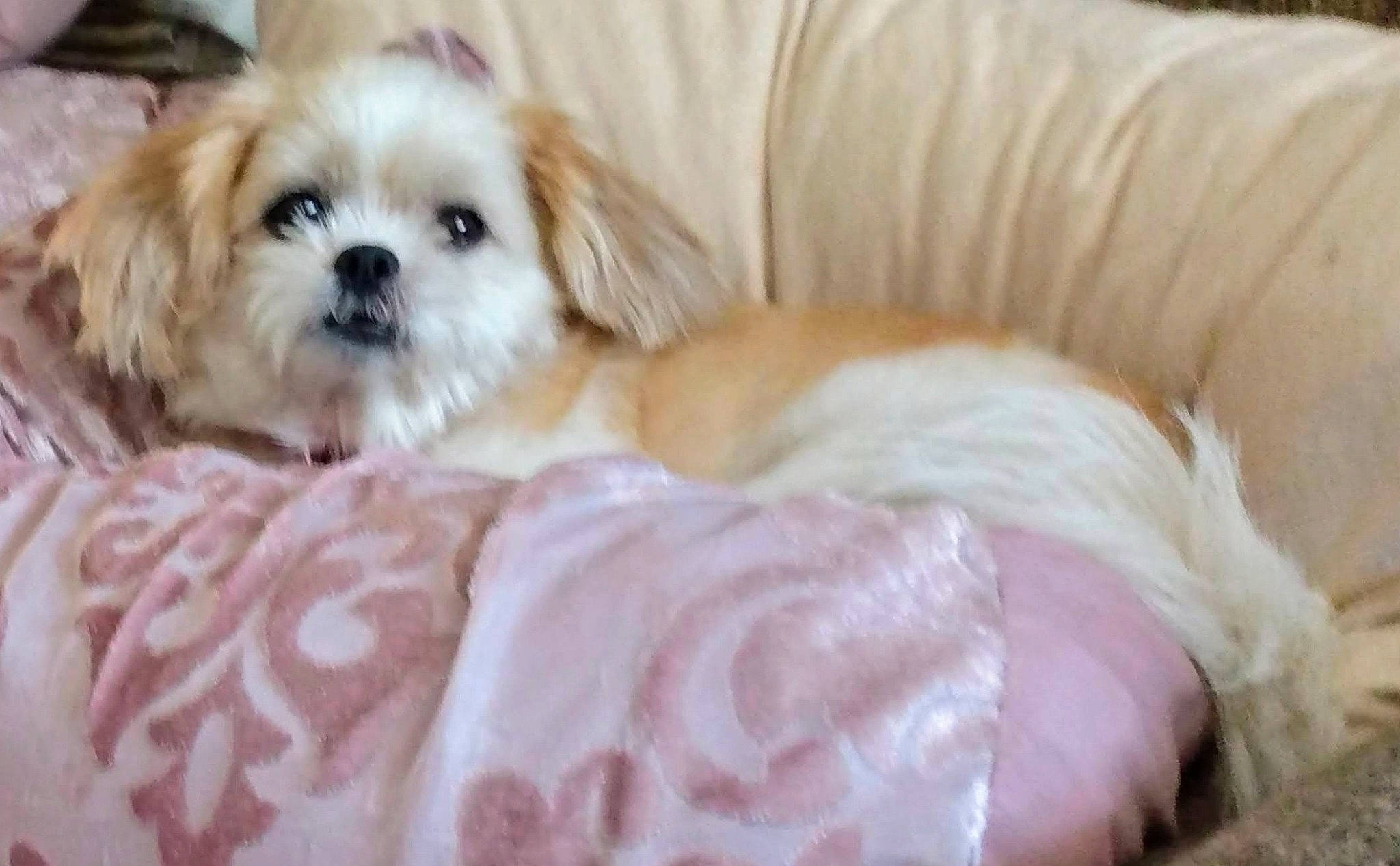 Gidget joined the competition — help win amazing prizes! carnivore, comfort, companion_dog, couch, dog, dog_breed, dog_supply, fawn, fur, liver, mal_shi, non_sporting_group, shih_poo, shih_tzu, small_terrier, sporting_group, terrestrial_animal, tibetan_spaniel, toy_dog, working_animal