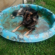 Ember is registered to the contest to win money with this photo: backyard, canine, cartoon_print, concrete_block, dog, fur, grass, greenery, kiddie_pool, mixed_breed, muddy_water, outdoor, paws, pet, pool_rim, portrait, resting, shade, summer, water