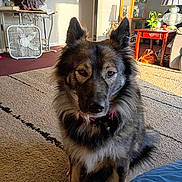 Ember joined the competition — help win amazing prizes! dog, pet, fluffy_fur, living_room, carpet, collar, ears, portrait, sunlight, shadow, fan, side_table, lamp, plant, family_photos, rug, sofa, home_decor, brown_fur, sitting