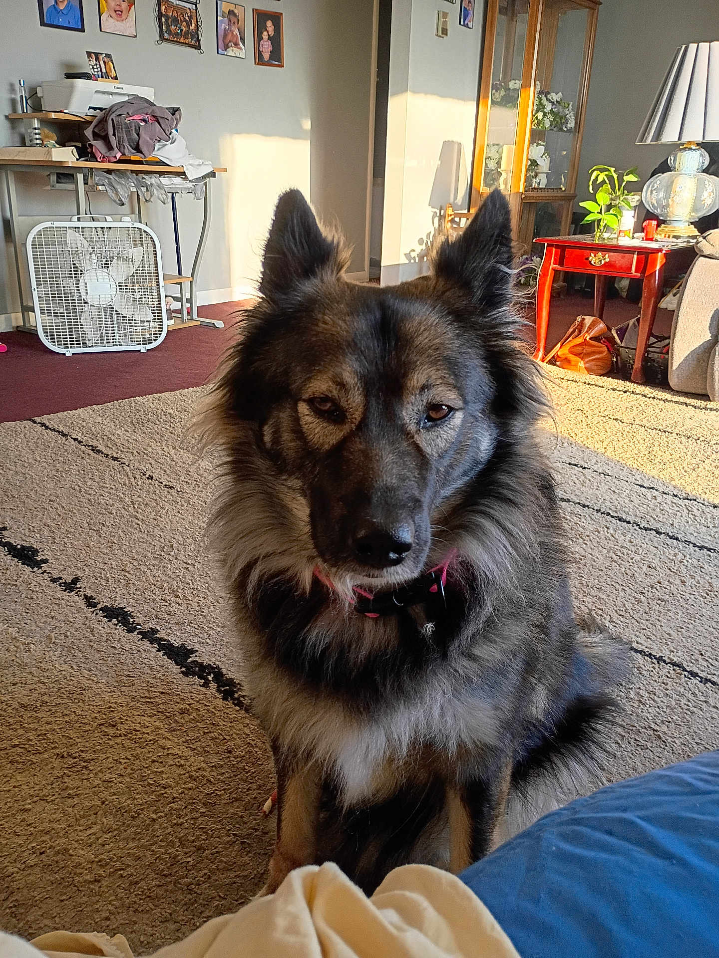 Ember joined the competition — help win amazing prizes! dog, pet, fluffy_fur, living_room, carpet, collar, ears, portrait, sunlight, shadow, fan, side_table, lamp, plant, family_photos, rug, sofa, home_decor, brown_fur, sitting