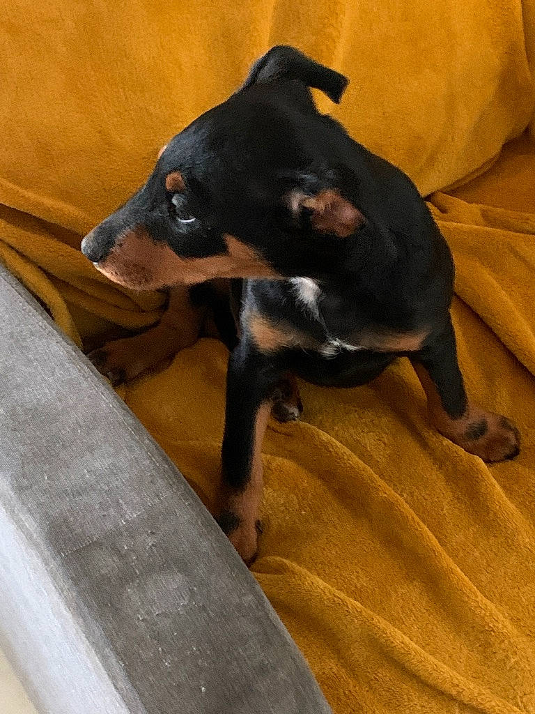Tobby
