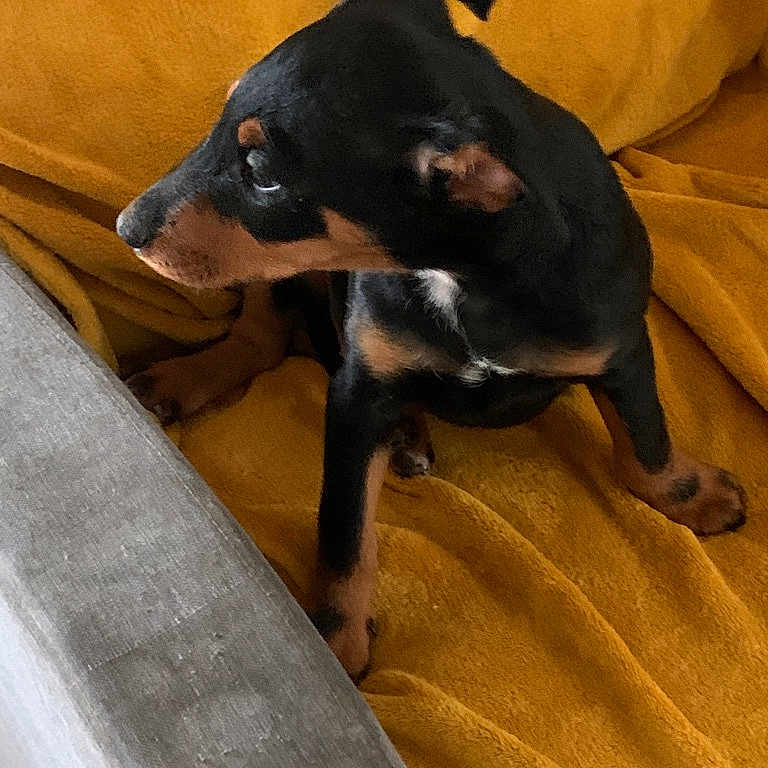Tobby
