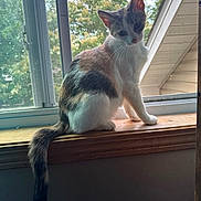 Eevee is registered to the contest to win money with this photo: cat, kitten, tricolor, calico, sitting, windowsill, window, indoors, outdoor_view, tail, fur, whiskers, ears, eyes, portrait, sunlight, wood, home, nature, cute