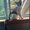 cat, kitten, tricolor, calico, sitting, windowsill, window, indoors, outdoor_view, tail, fur, whiskers, ears, eyes, portrait, sunlight, wood, home, nature, cute