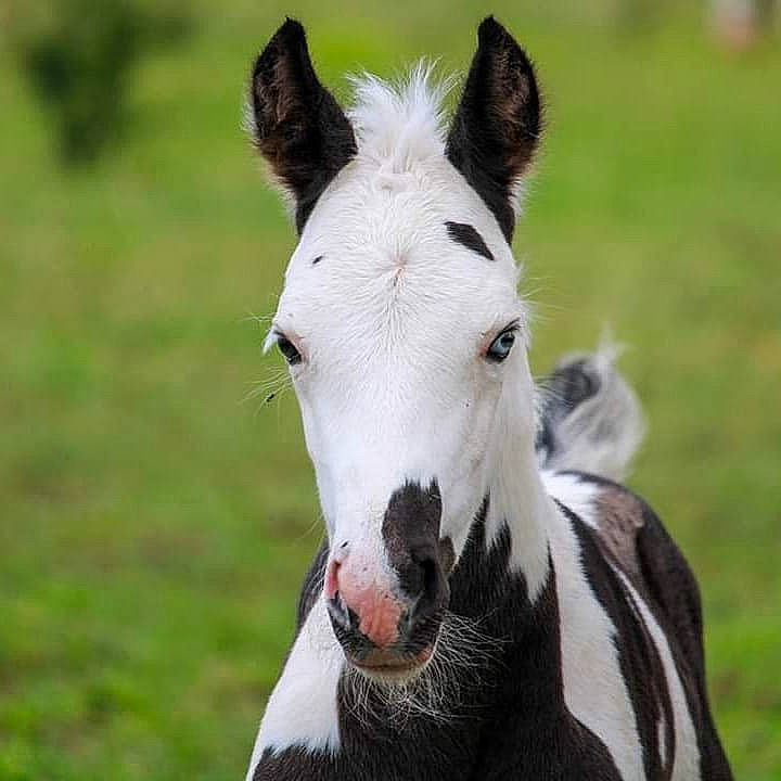 Dream participe au concours pour gagner de l'argent avec cette photo : _geese_and_swans, ducks, eye, fur, grass, grassland, grazing, horse, landscape, livestock, mane, mare, pack_animal, pasture, plant, ranch, snout, stallion, terrestrial_animal, wildlife