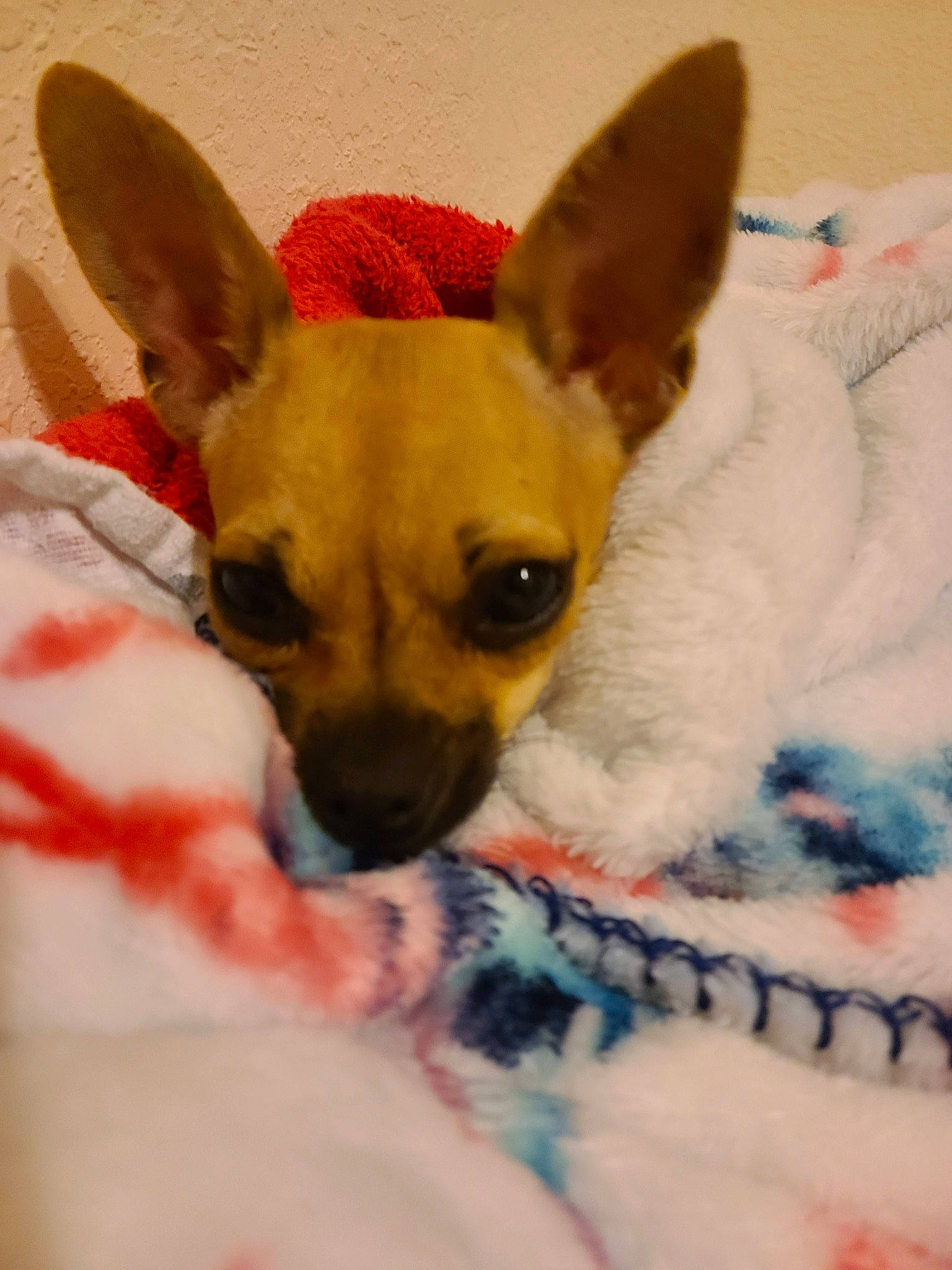 Cricket joined the competition — help win amazing prizes! bed, canidae, carnivore, chihuahua, comfort, companion_dog, dog, dog_breed, dog_supply, ear, fawn, fur, head, linens, paw, snout, sporting_group, toy_dog, whiskers, working_animal