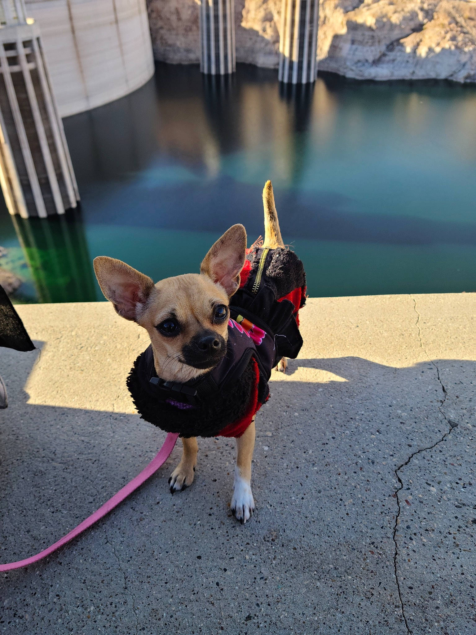 Cricket joined the competition — help win amazing prizes! bag, carnivore, chihuahua, collar, companion_dog, dog, dog_breed, dog_clothes, dog_collar, dog_supply, fashion_accessory, fawn, hat, leash, pet_supply, sunglasses, tail, toy_dog, water, working_animal