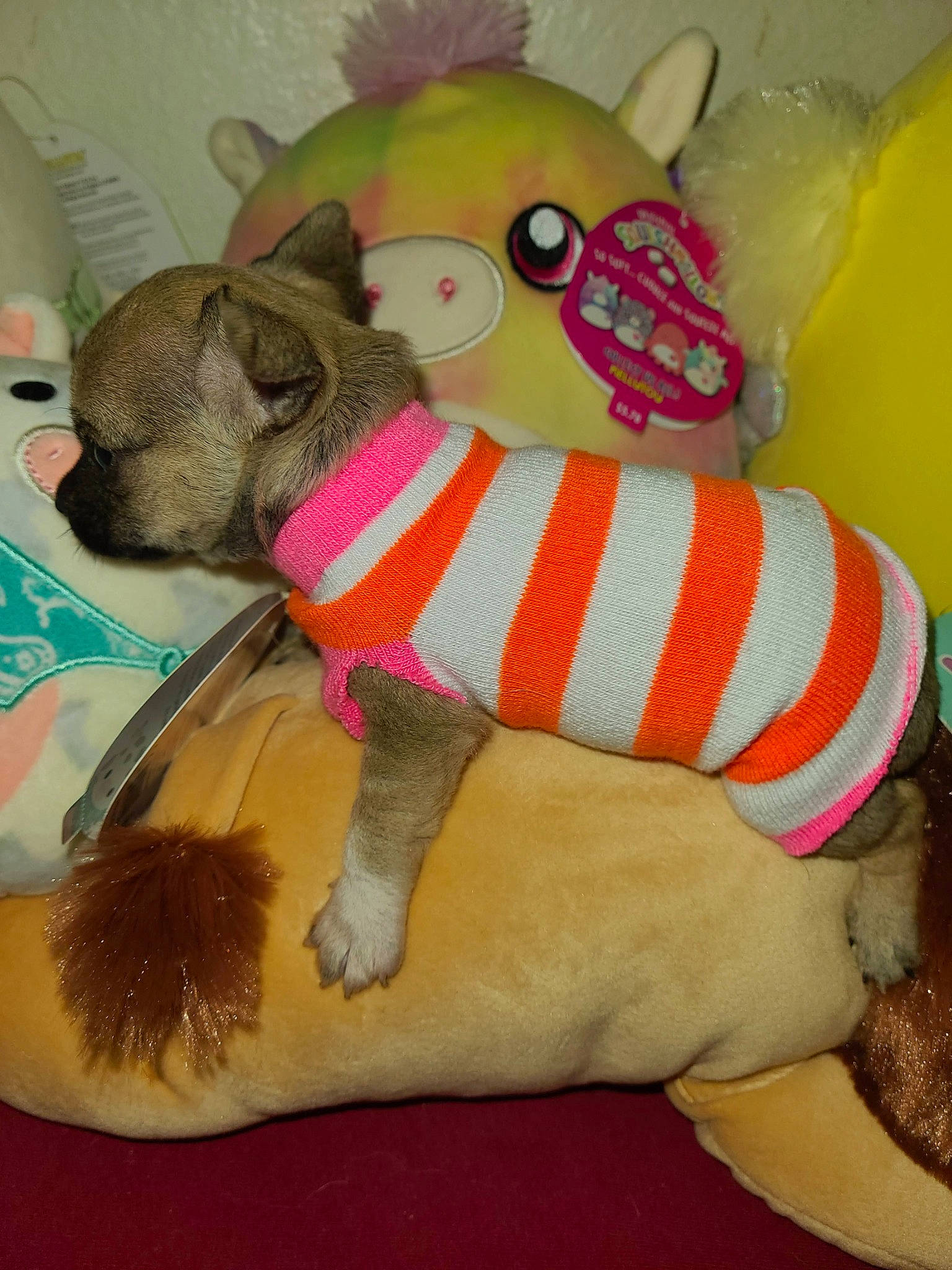 Cricket is registered to the contest to win money with this photo: baby_toys, brown, bulldog, carmine, carnivore, companion_dog, dog_breed, dog_clothes, dog_supply, fawn, livestock, pet_supply, plush, snout, stuffed_toy, suidae, terrestrial_animal, textile, toy, working_animal