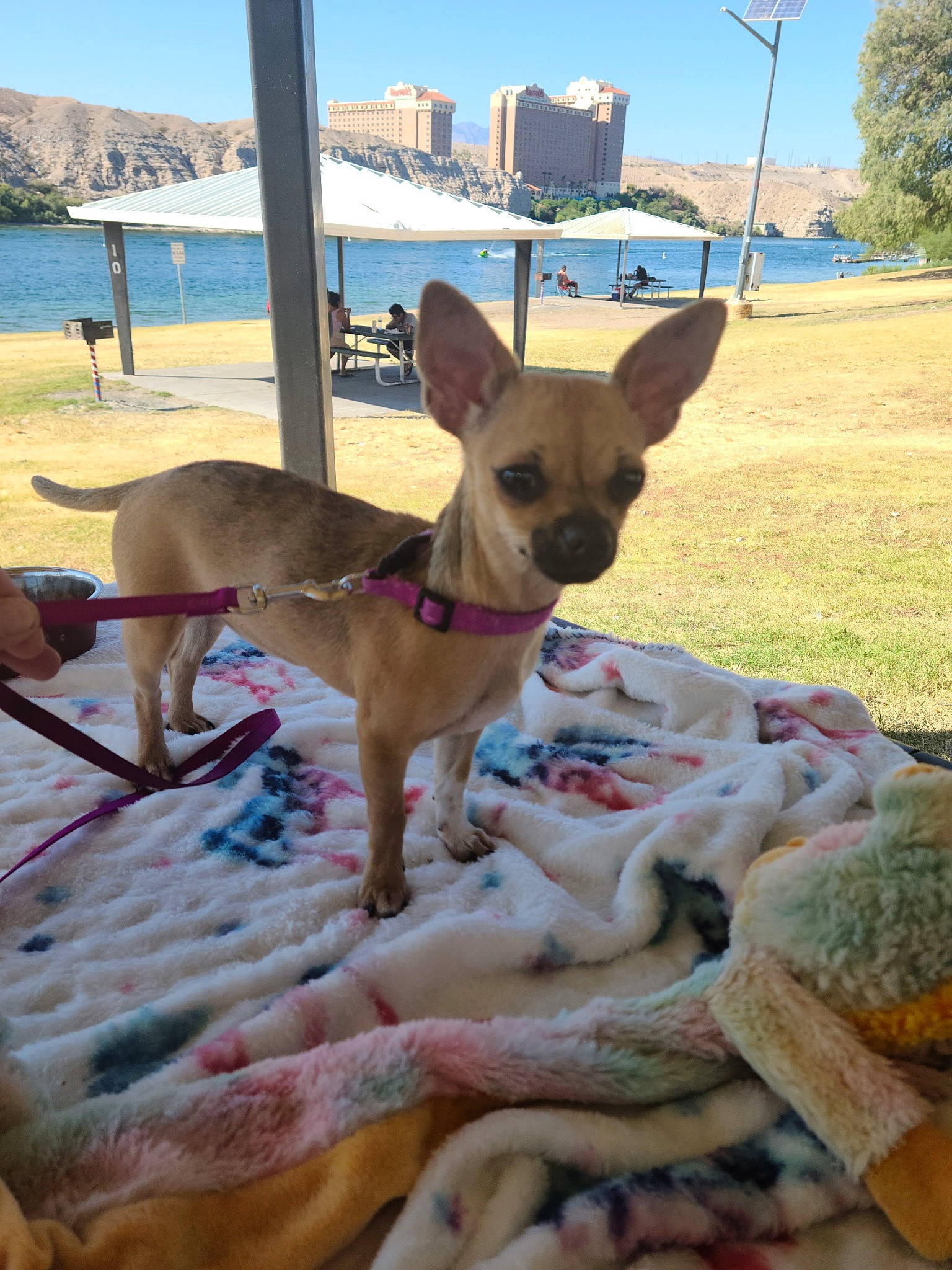 Cricket is registered to the contest to win money with this photo: beach, canidae, carnivore, collar, comfort, companion_dog, dog, dog_breed, dog_collar, dog_supply, fawn, pet_supply, plant, sky, snout, sporting_group, toy_dog, tree, water, working_animal