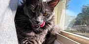 Luna is registered to the contest to win money with this photo: cat, gray_cat, tongue_out, licking, fluffy_fur, window, curtain, sunlight, cozy, indoor, pet, animal, feline, closeup, cute, relaxed, resting, yellow_eyes, soft_texture, daylight