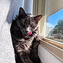cat, gray_cat, tongue_out, licking, fluffy_fur, window, curtain, sunlight, cozy, indoor, pet, animal, feline, closeup, cute, relaxed, resting, yellow_eyes, soft_texture, daylight