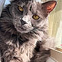 Luna is registered to the contest to win money with this photo: cat, gray_fur, amber_eyes, fluffy, window, sunlight, close_up, pet, feline, whiskers, relaxed, indoor, animal, portrait, soft_light, curious, fur_texture, ears, nose, face