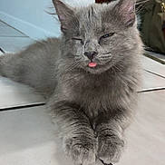 Luna joined the competition — help win amazing prizes! cat, kitten, gray, fur, pet, animal, tongue_out, cute, floor, tile, indoor, whiskers, ears, paws, relaxed, playful, mischievous, feline, closeup, domestic