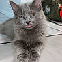 Luna joined the competition — help win amazing prizes! cat, gray_cat, fluffy, tongue_out, indoor, floor, tile_floor, pet, cute, animal, feline, paws, whiskers, ears, relaxed, backpack, keychain, home, domestic, mischievous