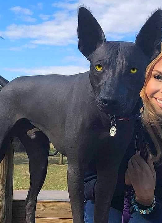 Dante is registered to the contest to win money with this photo: bracelet, canidae, carnivore, cloud, collar, companion_dog, dog, dog_breed, dog_collar, electric_blue, eye, fawn, happy, head, jewellery, sky, smile, snout, sporting_group, working_animal