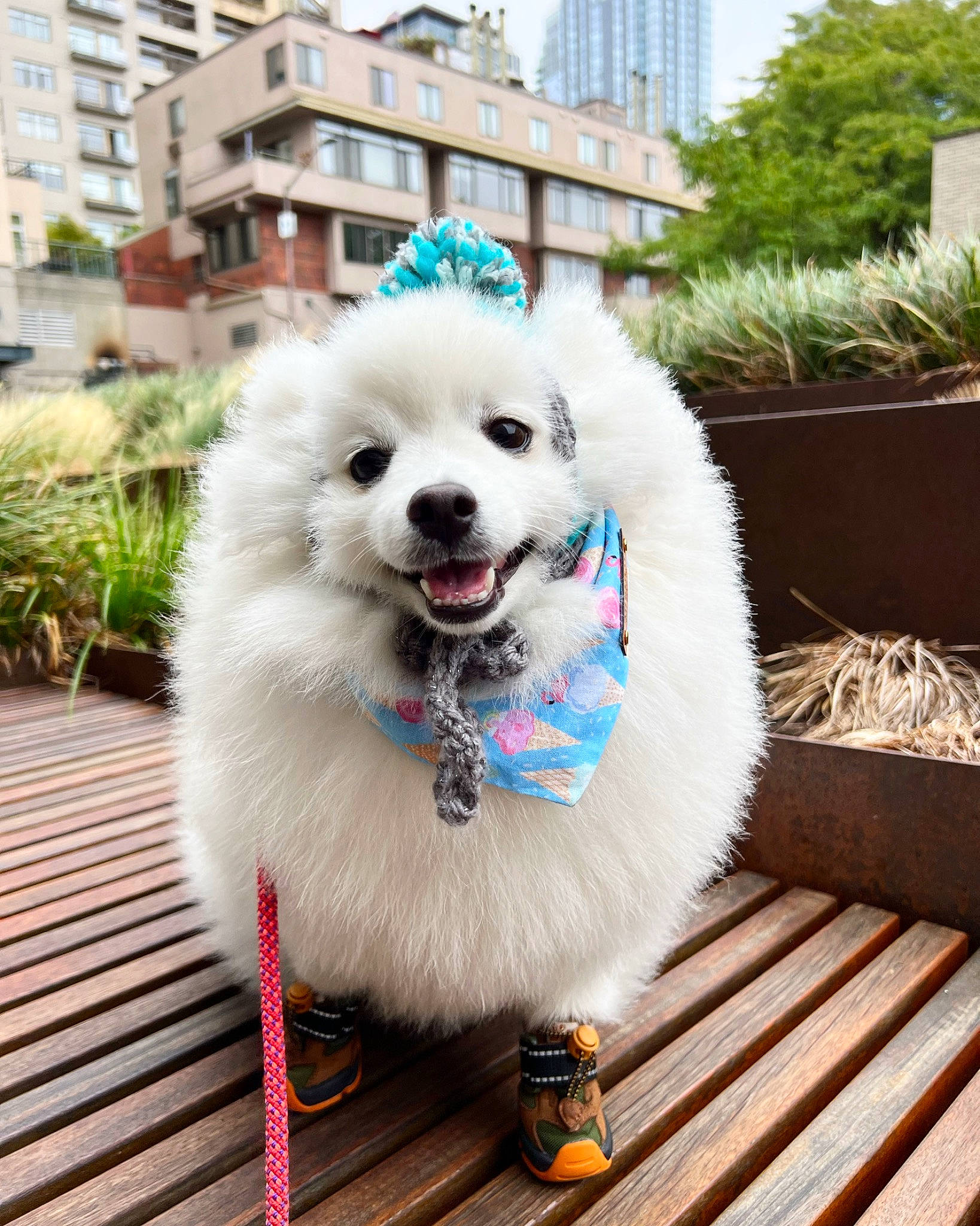 Kumo is registered to the contest to win money with this photo: building, canidae, carnivore, collar, companion_dog, condominium, dog, dog_breed, dog_collar, dog_supply, fur, happy, pet_supply, plant, sporting_group, tree, wheel, window, wood, working_dog