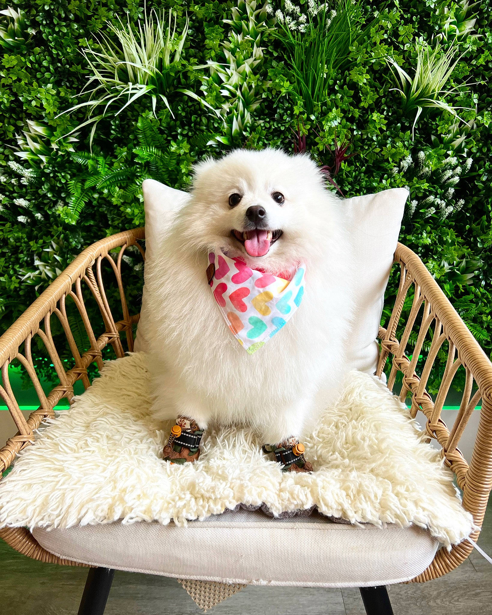 Kumo is registered to the contest to win money with this photo: canidae, carnivore, chair, collar, companion_dog, dog, dog_breed, dog_supply, fashion_accessory, fawn, fur, grass, non_sporting_group, outdoor_furniture, pet_supply, plant, sitting, sporting_group, tree, white