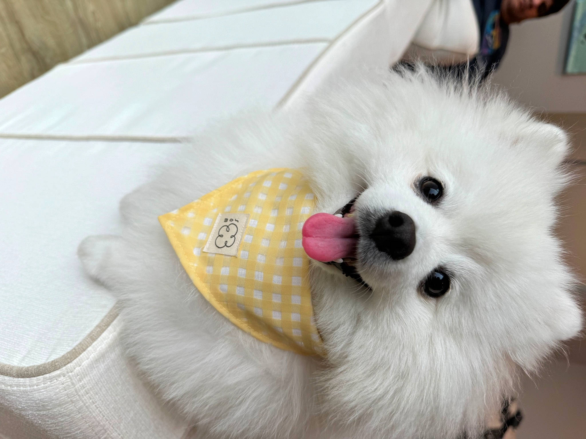Kumo joined the competition — help win amazing prizes! canidae, carnivore, companion_dog, corgi_chihuahua, dog, dog_breed, dog_supply, fashion_accessory, fur, german_spitz, german_spitz_klein, picture_frame, samoyed, snout, spitz, sporting_group, toy_dog, volpino_italiano, wheel, working_animal