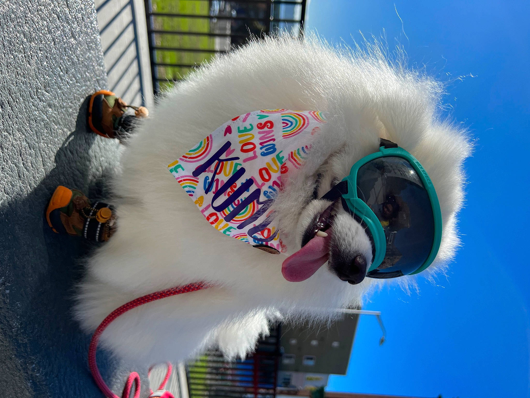 Kumo joined the competition — help win amazing prizes! companion_dog, dog_breed, dog_supply, event, feather, fun, fur