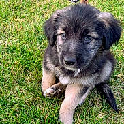 Taka joined the competition — help win amazing prizes! puppy, dog, grass, outdoor, cute, pet, animal, young, fur, black, tan, sitting, nature, playful, adorable, canine, eyes, portrait, friendly, small