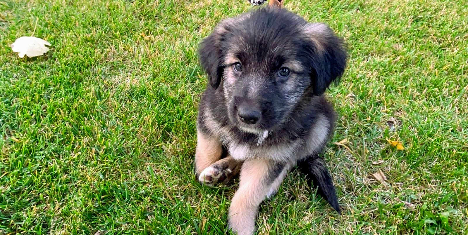 Taka joined the competition — help win amazing prizes! puppy, dog, grass, outdoor, cute, pet, animal, young, fur, black, tan, sitting, nature, playful, adorable, canine, eyes, portrait, friendly, small