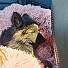 Saphir a rejoint le concours — aidez-le/la à gagner de superbes lots ! dog, puppy, sleeping, blanket, pink, fluffy, hand, car_seat, fur, closed_eyes, resting, cozy, pet, animal, domestic_animal, relaxing, soft, comfort, indoors, closeup