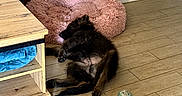 Saphir a rejoint le concours — aidez-le/la à gagner de superbes lots ! dog, pet_bed, toy, floor, wooden_floor, furniture, blanket, stool, indoor, cozy, black_dog, relaxing, lying_down, home, wood, plush_toy, santa_toy, green_toy, pink, comfort