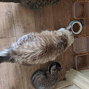 Twix Oreo Milka participe au concours pour gagner de l'argent avec cette photo : animal, cat, cute, domestic, feeding, floor_corner, fluffy, food_bowl, furry, gray_cat, home, indoor, kitten, meal_time, multiple_animals, pet, striped, tabby, three_cats, wooden_floor
