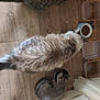 animal, cat, cute, domestic, feeding, floor_corner, fluffy, food_bowl, furry, gray_cat, home, indoor, kitten, meal_time, multiple_animals, pet, striped, tabby, three_cats, wooden_floor