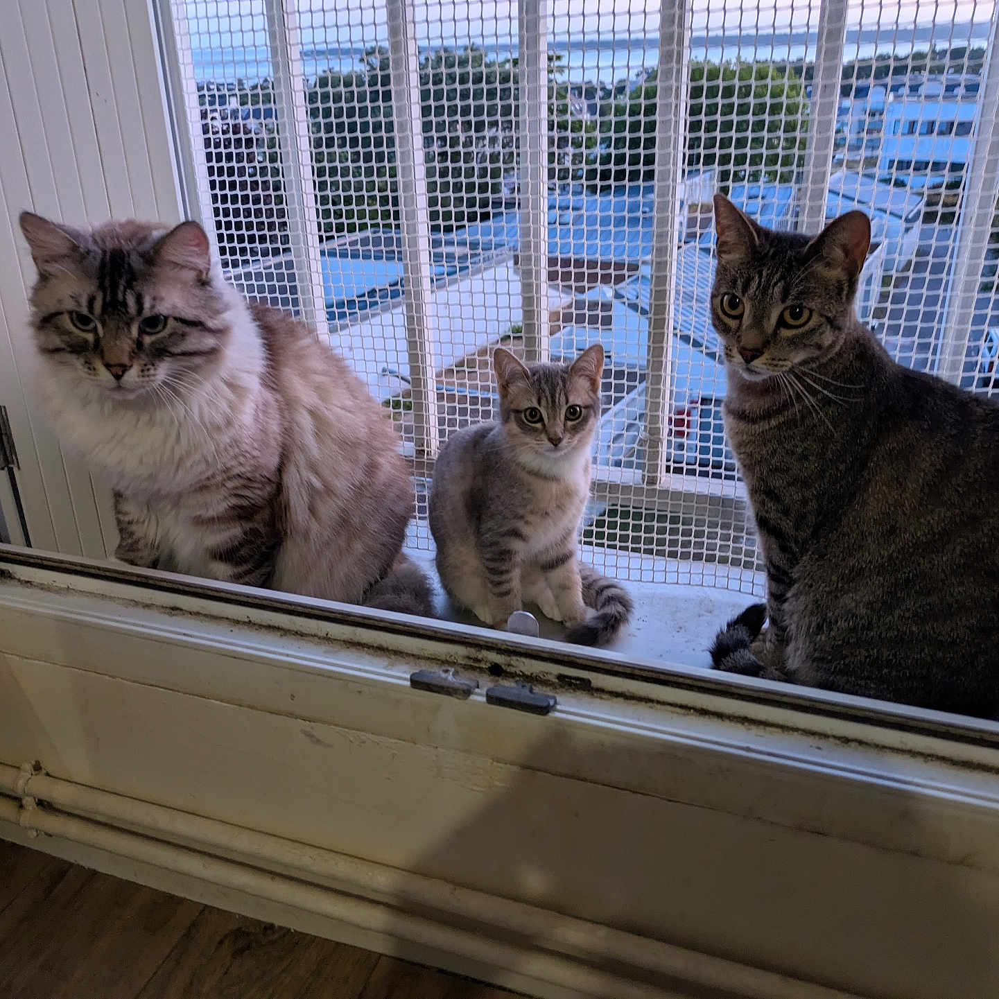 Twix Oreo Milka a rejoint le concours — aidez-le/la à gagner de superbes lots ! animal, building, cat, curious, daylight, domestic_cat, feline, fur, looking, mesh_screen, outdoor, pet, portrait, quiet, resting, sitting, three_cats, urban, window, windowsill