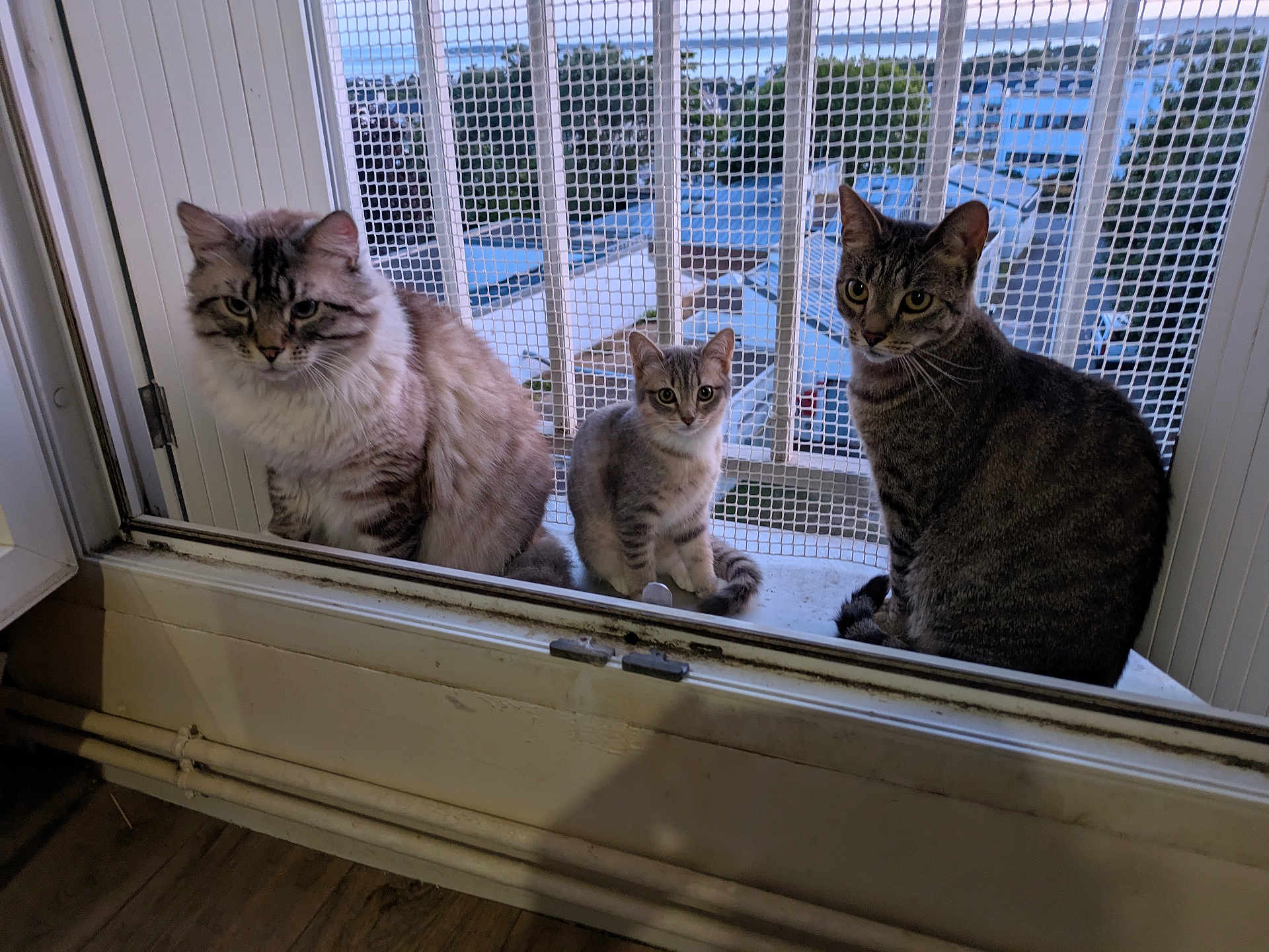Twix Oreo Milka a rejoint le concours — aidez-le/la à gagner de superbes lots ! animal, building, cat, curious, daylight, domestic_cat, feline, fur, looking, mesh_screen, outdoor, pet, portrait, quiet, resting, sitting, three_cats, urban, window, windowsill
