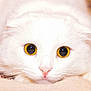 cat, white_cat, close_up, amber_eyes, pet, animal, fur, whiskers, face, lying_down, cute, domestic_animal, soft, cozy, portrait, feline, pink_nose, indoor, relaxed, animal_face