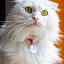 Kokos participe au concours pour gagner de l'argent avec cette photo : cat, white_cat, fluffy, pet, collar, tag, indoor, portrait, feline, animal, whiskers, yellow_eyes, curious, close_up, fur, cute, domestic_cat, looking, soft, red_collar
