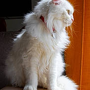 Kokos a rejoint le concours — aidez-le/la à gagner de superbes lots ! cat, white_cat, fluffy, sitting, collar, indoor, pet, feline, fur, animal, orange_curtain, soft_light, side_view, domestic_cat, whiskers, tail, portrait, window_light, cozy, relaxed