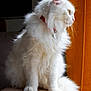 cat, white_cat, fluffy, sitting, collar, indoor, pet, feline, fur, animal, orange_curtain, soft_light, side_view, domestic_cat, whiskers, tail, portrait, window_light, cozy, relaxed