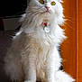 Kokos a rejoint le concours — aidez-le/la à gagner de superbes lots ! cat, white_cat, fluffy, pet, indoor, cushion, collar, tag, yellow_eyes, orange_curtain, sunlight, furniture, domestic_animal, portrait, sitting, whiskers, furry, closeup, animal, curious