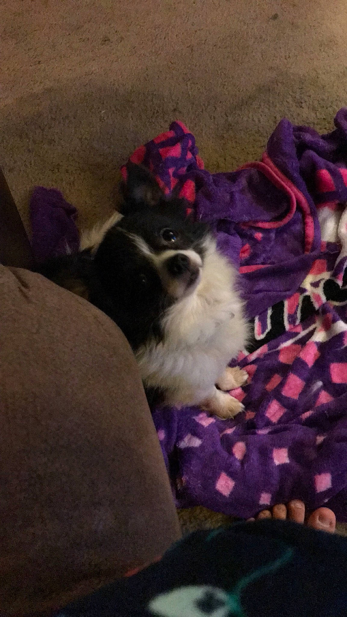 Cliff joined the competition — help win amazing prizes! canidae, carmine, carnivore, comfort, companion_dog, dog, dog_breed, dog_supply, fawn, fur, magenta, non_sporting_group, pattern, puppy, purple, sitting, sporting_group, tail, toy_dog