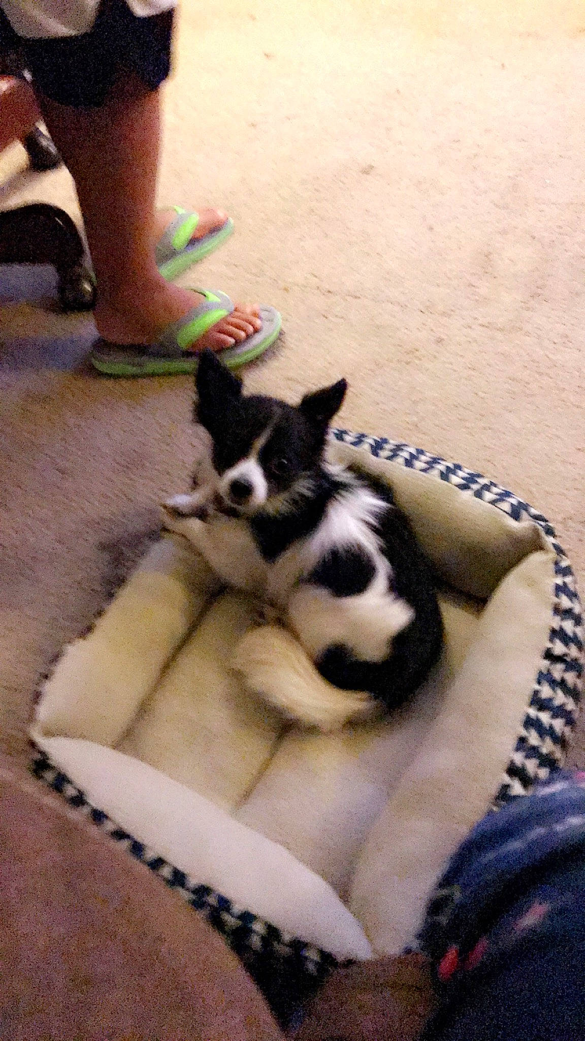 Cliff is registered to the contest to win money with this photo: calf, carnivore, cat, comfort, companion_dog, dog, dog_breed, felidae, foot, fur, human_leg, knee, mammal, small_to_medium_sized_cats, sock, terrestrial_animal, thigh, whiskers, white, working_animal