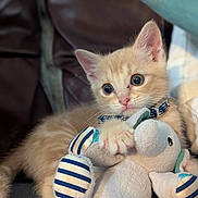 Bradford joined the competition — help win amazing prizes! animal, cat, claws, closeup, collar, comfort, couch, cute, feline, fur, indoor, kitten, orange_cat, pet, plush_toy, soft_toy, striped, stuffed_animal, whiskers, young