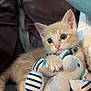 animal, cat, claws, closeup, collar, comfort, couch, cute, feline, fur, indoor, kitten, orange_cat, pet, plush_toy, soft_toy, striped, stuffed_animal, whiskers, young
