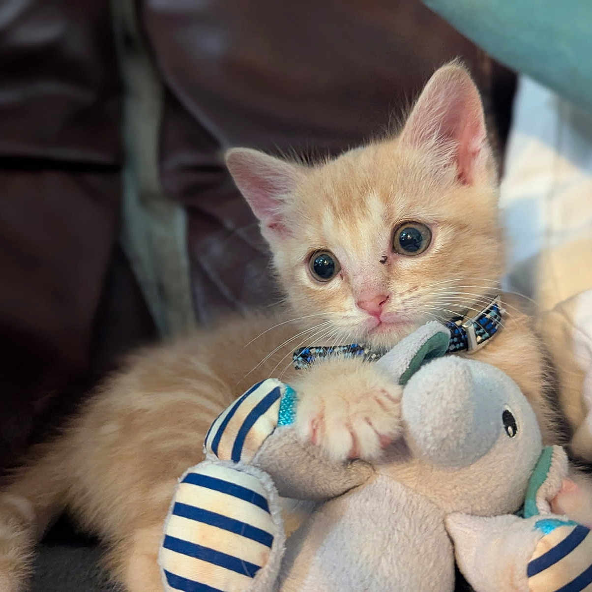 Bradford joined the competition — help win amazing prizes! animal, cat, claws, closeup, collar, comfort, couch, cute, feline, fur, indoor, kitten, orange_cat, pet, plush_toy, soft_toy, striped, stuffed_animal, whiskers, young