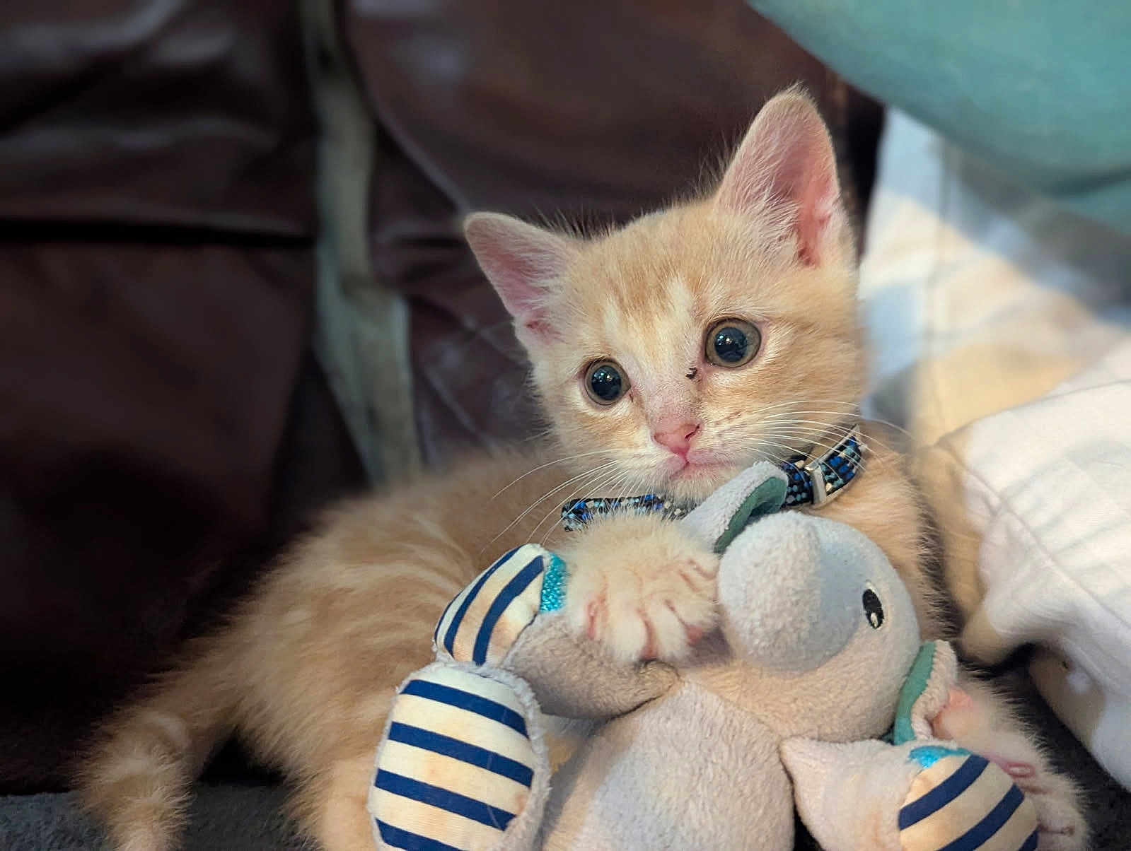 Bradford joined the competition — help win amazing prizes! animal, cat, claws, closeup, collar, comfort, couch, cute, feline, fur, indoor, kitten, orange_cat, pet, plush_toy, soft_toy, striped, stuffed_animal, whiskers, young
