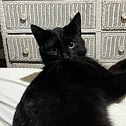 Tolouse joined the competition — help win amazing prizes! black_cat, cat, pet, animal, indoor, furniture, wicker_dresser, eyes, fur, closeup, portrait, domestic_cat, resting, bed, knobs, vintage, cozy, whiskers, feline, cute